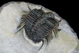 Spiny Cyphaspides Ammari Trilobite - Rare Species #179902-3
